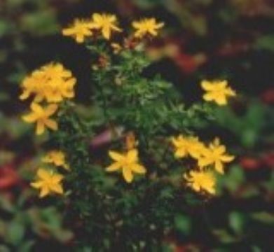 St.John's Wort P.E